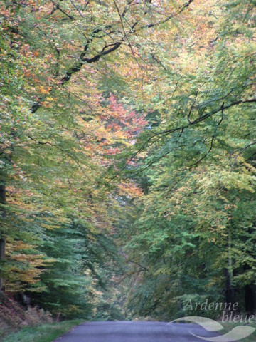 PAYS - Bois